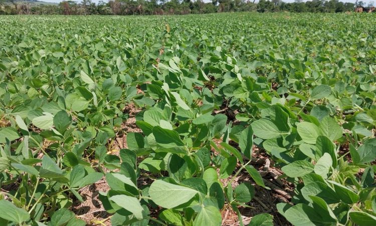 WhatsApp Image 2025-12-20 at 7.49.29 AM (2)